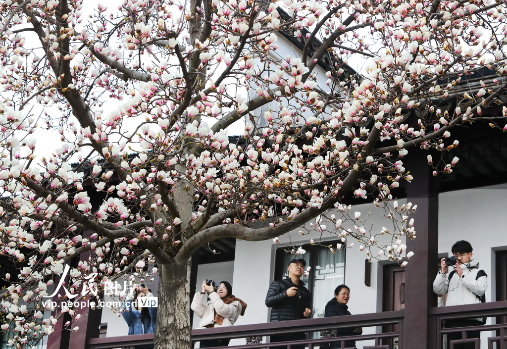 玉兰花开春满园 姑苏赏春赴此间【2】