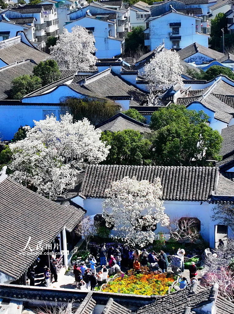 玉兰花开春满园 姑苏赏春赴此间【5】