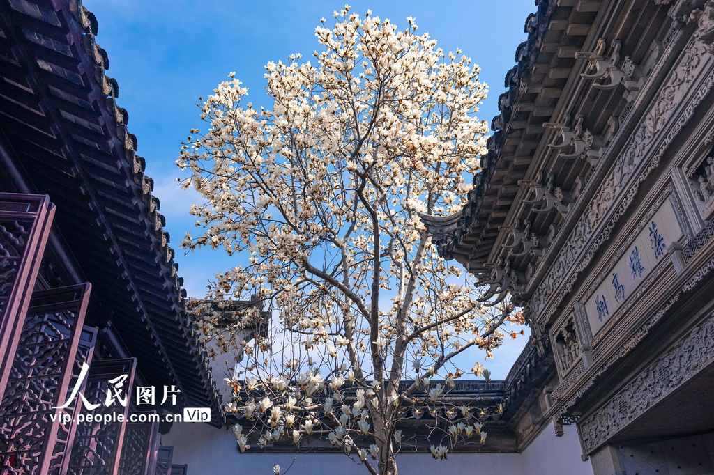 玉兰花开春满园 姑苏赏春赴此间【7】