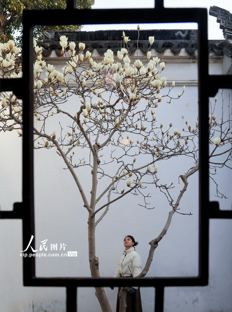 玉兰花开春满园 姑苏赏春赴此间【9】