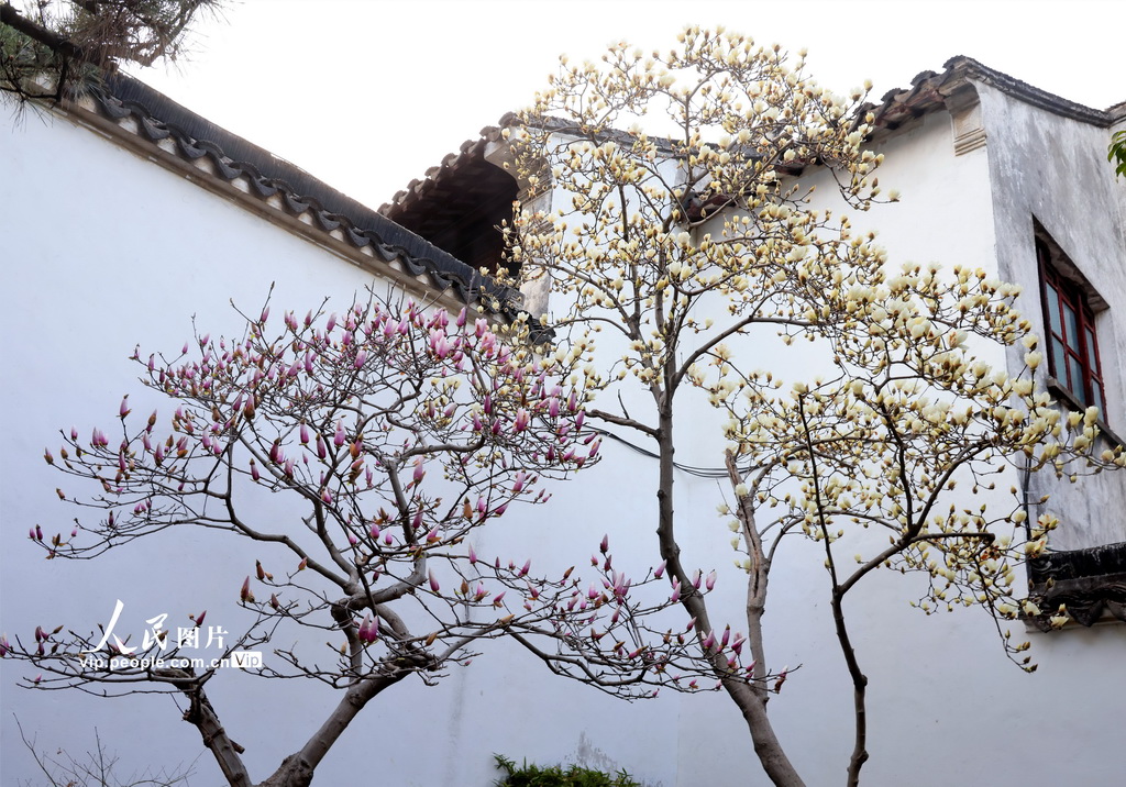 玉兰花开春满园 姑苏赏春赴此间【14】