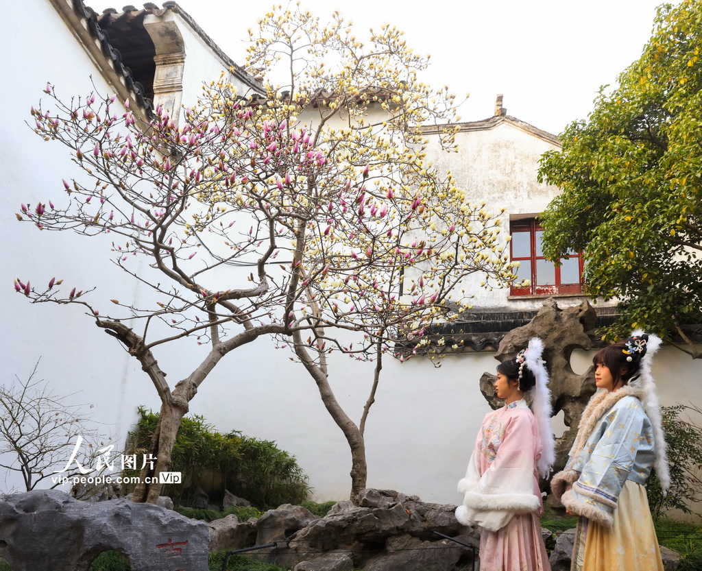 玉兰花开春满园 姑苏赏春赴此间【15】