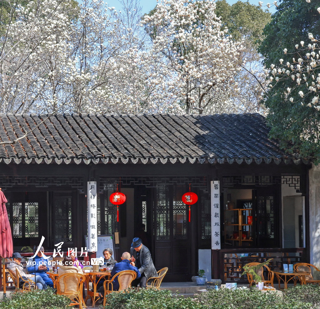 玉兰花开春满园 姑苏赏春赴此间【20】