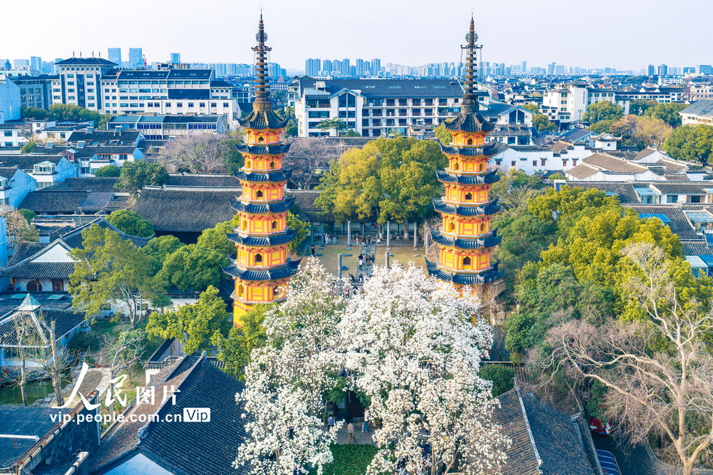 玉兰花开春满园 姑苏赏春赴此间【21】