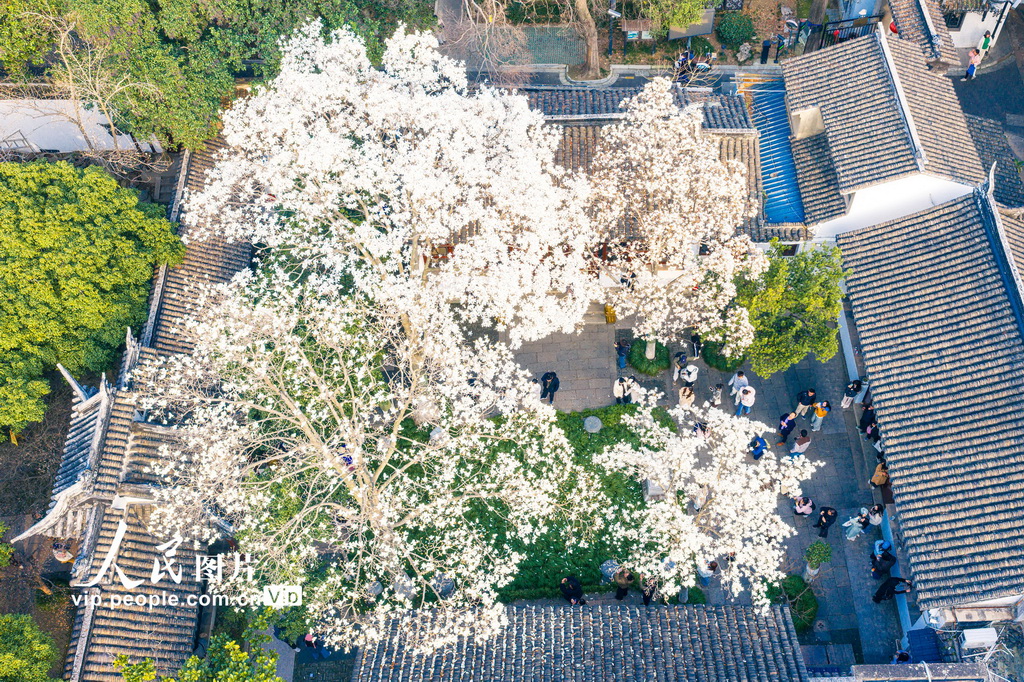 玉兰花开春满园 姑苏赏春赴此间【24】