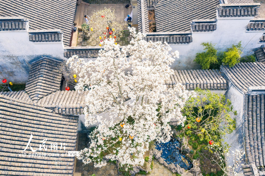 玉兰花开春满园 姑苏赏春赴此间【30】