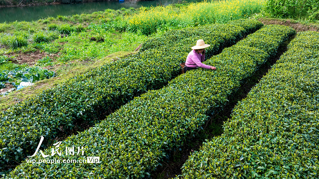 贵州从江：春茶开采【2】