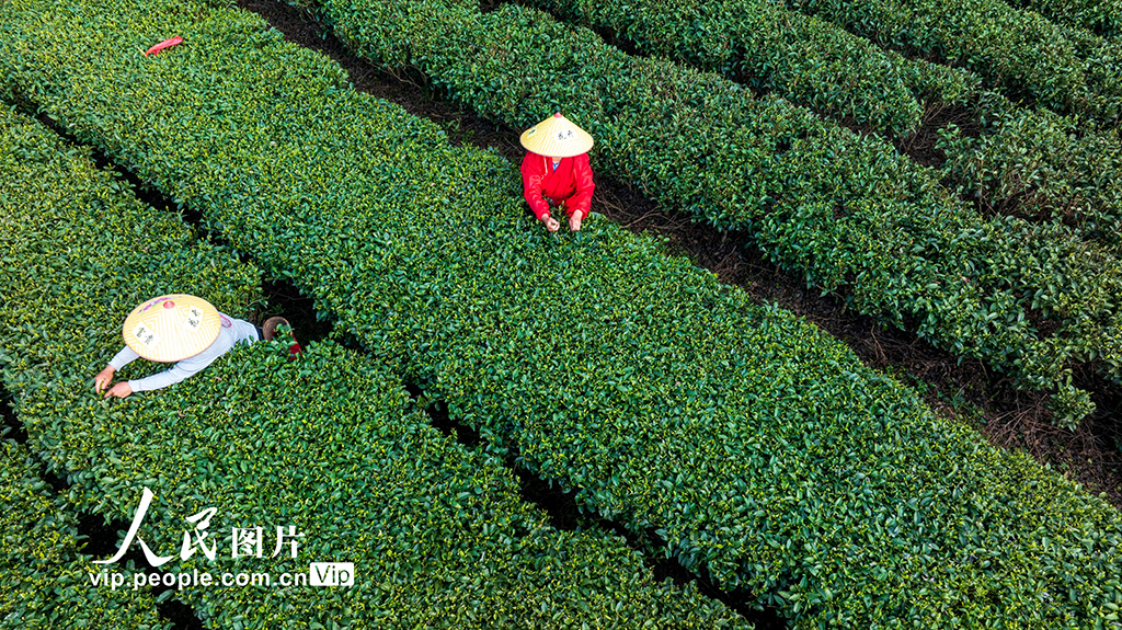 贵州从江：春茶开采【4】