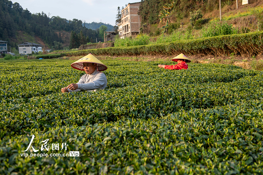 贵州从江：春茶开采【6】