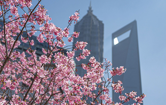 上海：陆家嘴现“樱花车站”