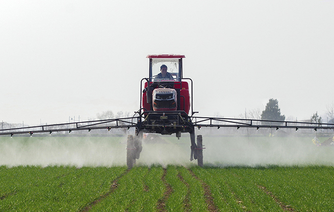 河北鸡泽：小麦管护忙