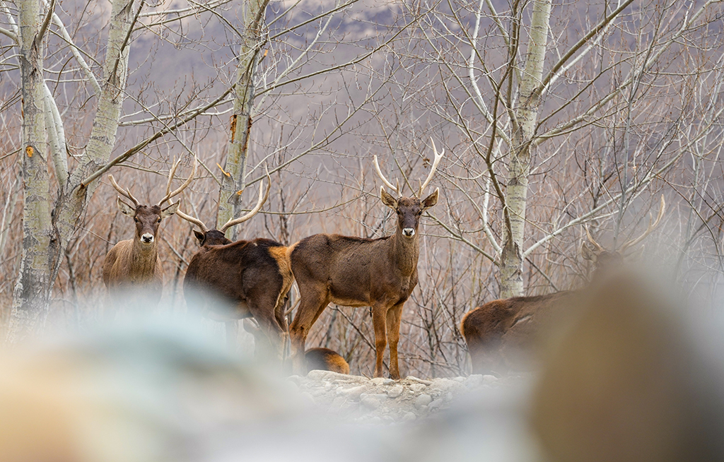 西藏山南：白唇鹿漫步山林【5】