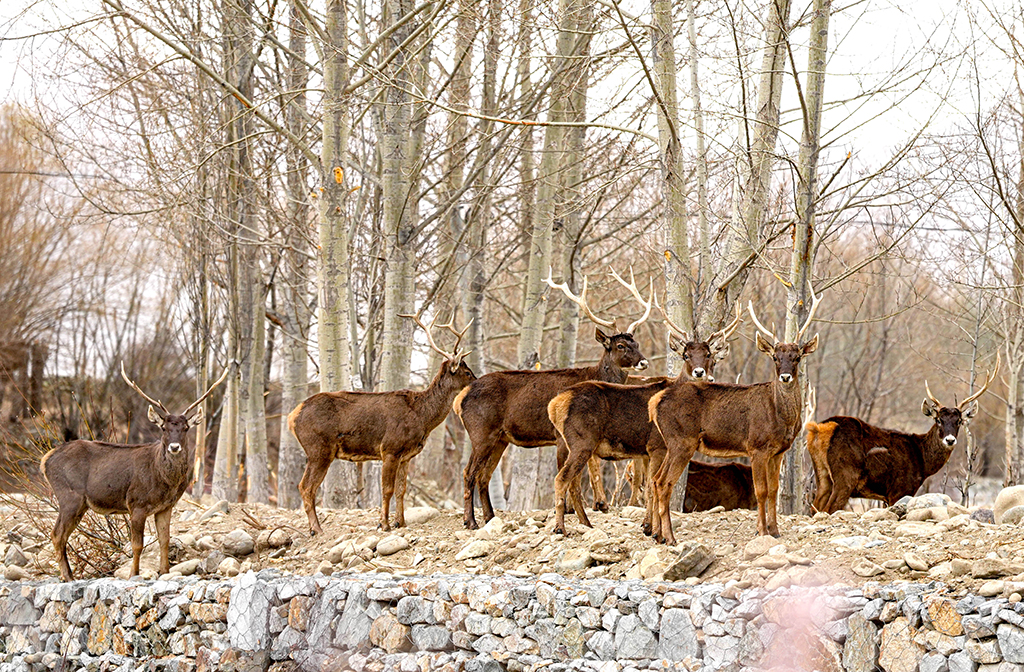 西藏山南：白唇鹿漫步山林【7】
