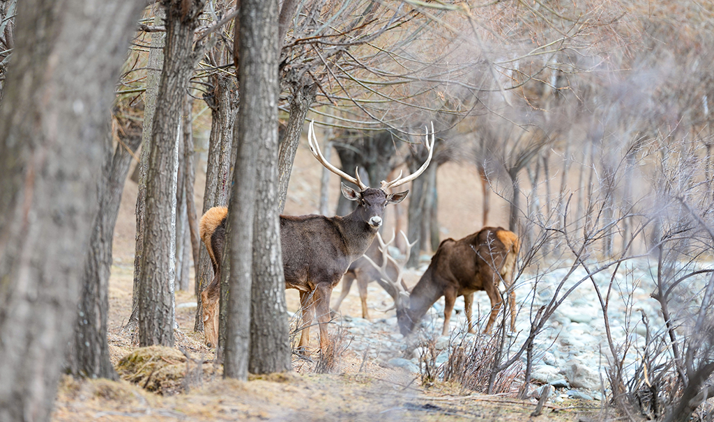 西藏山南：白唇鹿漫步山林【2】