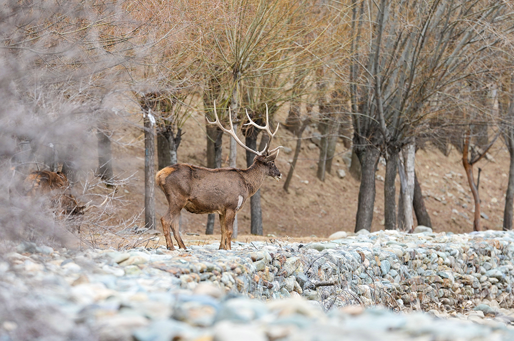 西藏山南：白唇鹿漫步山林【3】