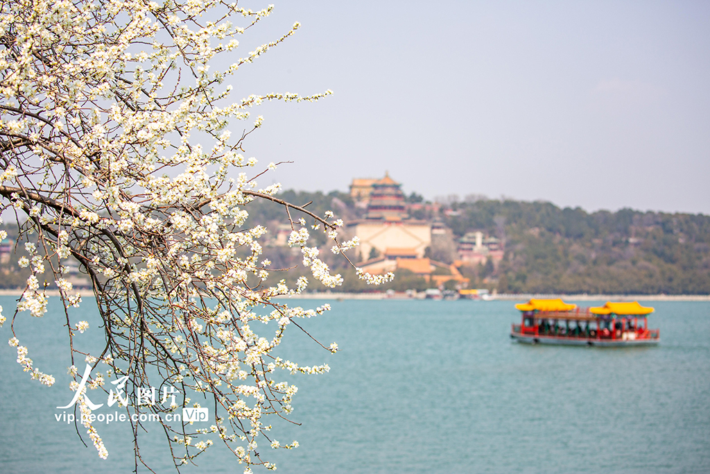 颐和园西堤桃花盛开