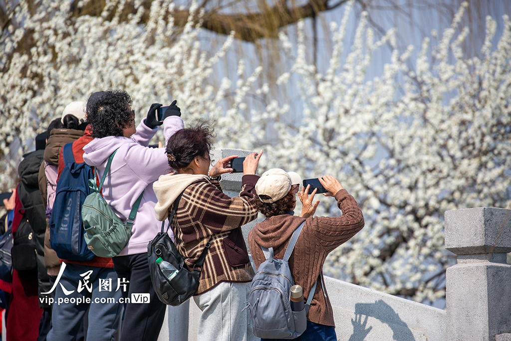 颐和园西堤桃花盛开【3】