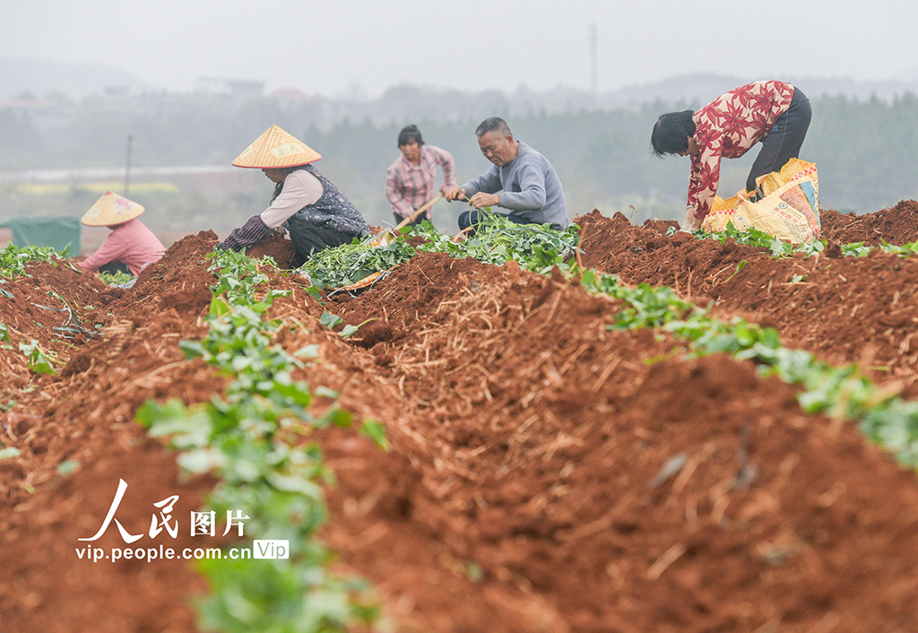 湖南道县：栽种红薯苗【5】
