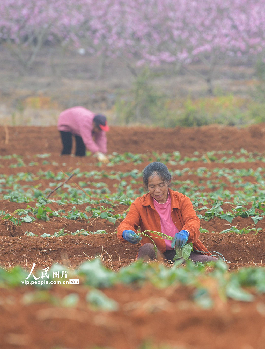 湖南道县：栽种红薯苗【6】