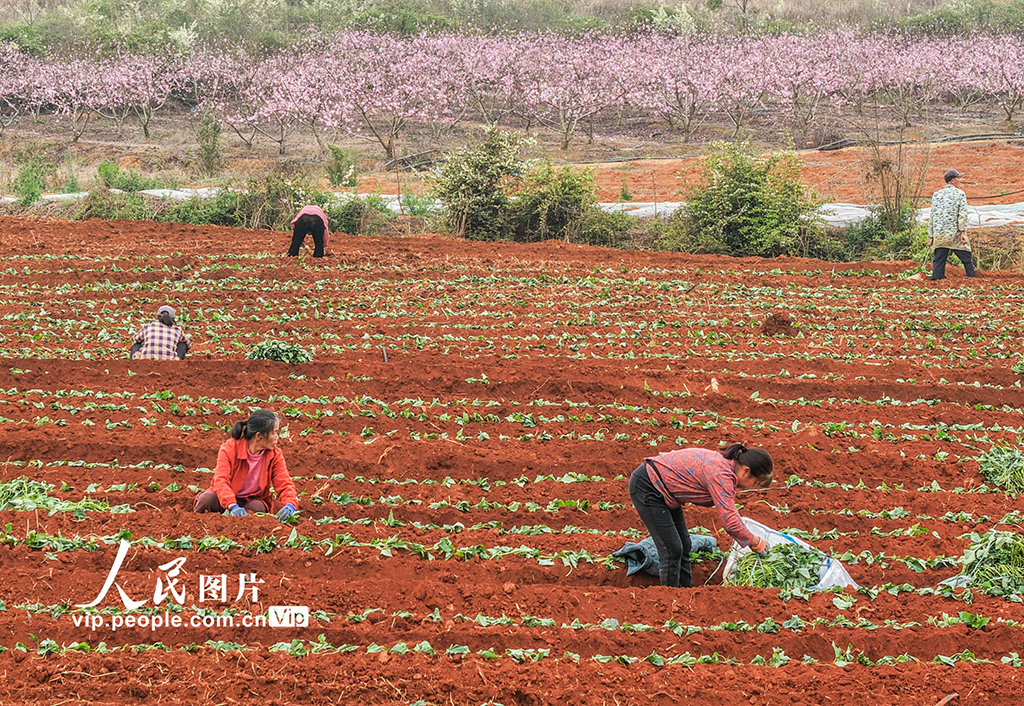湖南道县：栽种红薯苗【8】