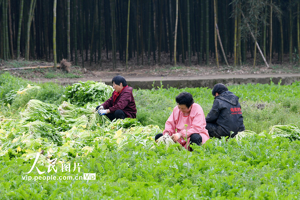 浙江杭州：人勤春来早【3】