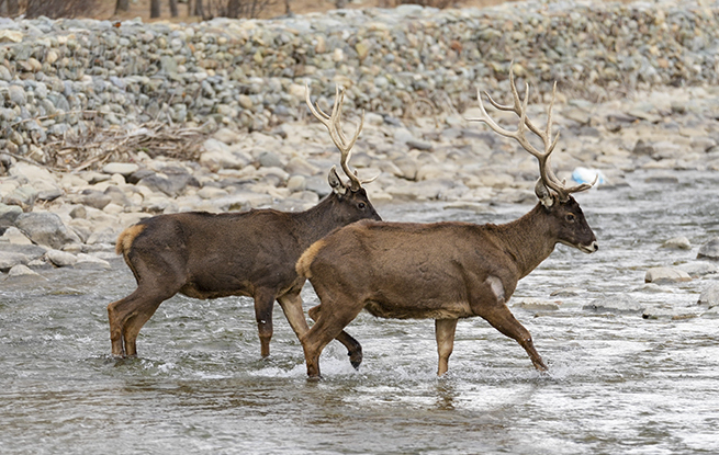 西藏山南：白唇鹿漫步山林