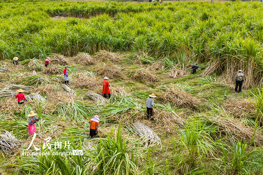广西蒙山：采收甘蔗【3】
