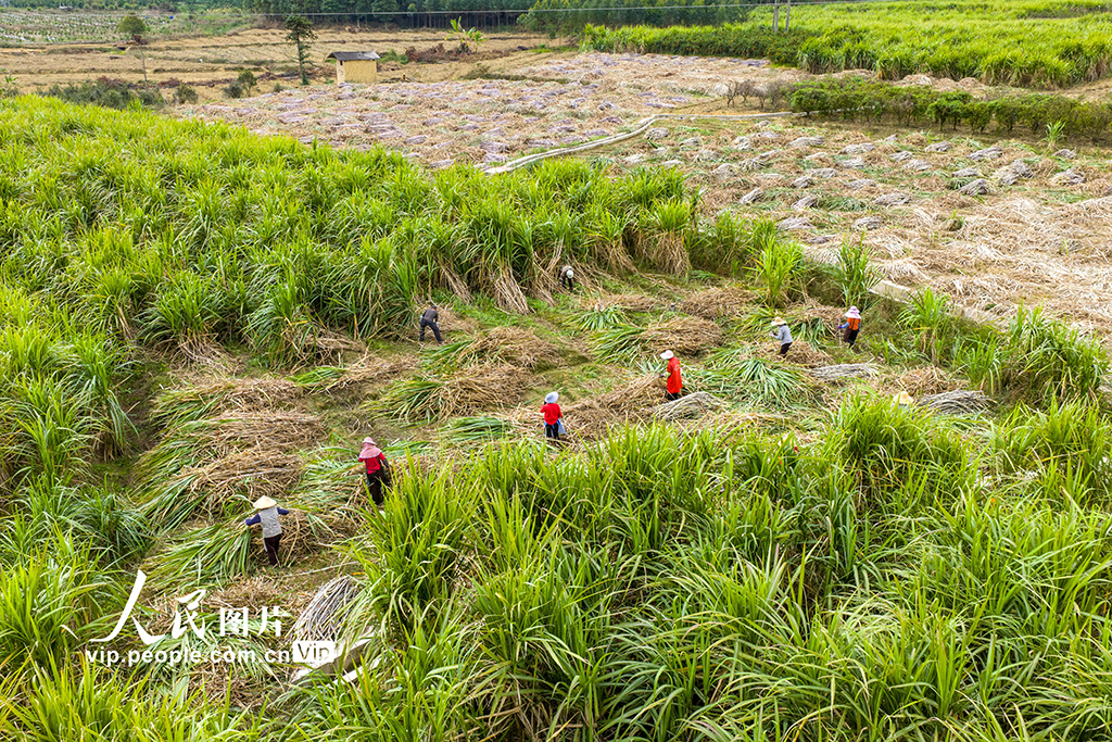 广西蒙山：采收甘蔗