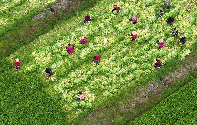 浙江杭州：人勤春来早