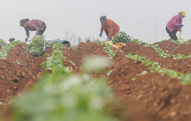 湖南道县：栽种红薯苗