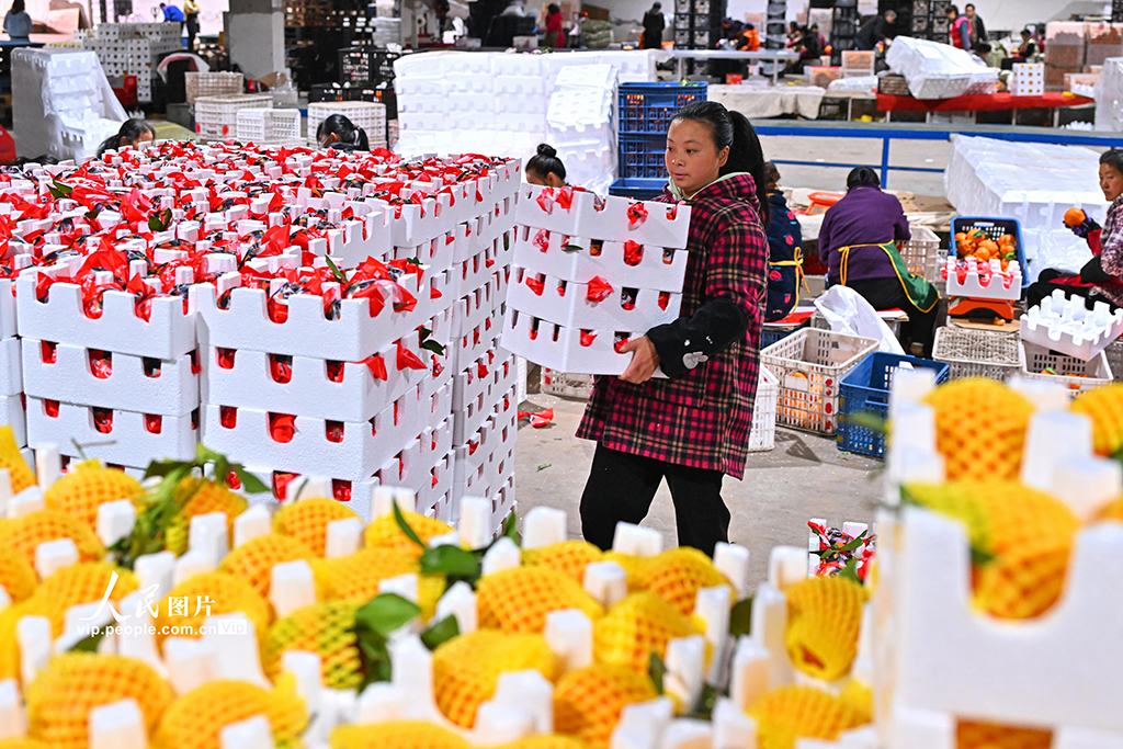 四川仁寿：晚熟柑橘迎来收获季【4】