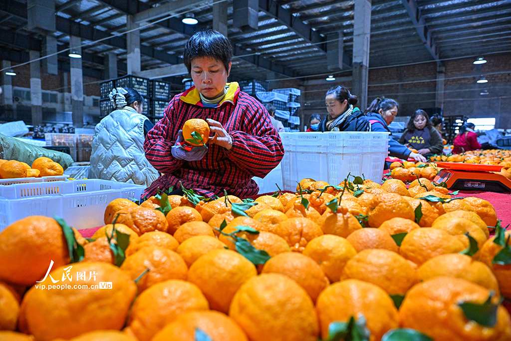 四川仁寿：晚熟柑橘迎来收获季【2】