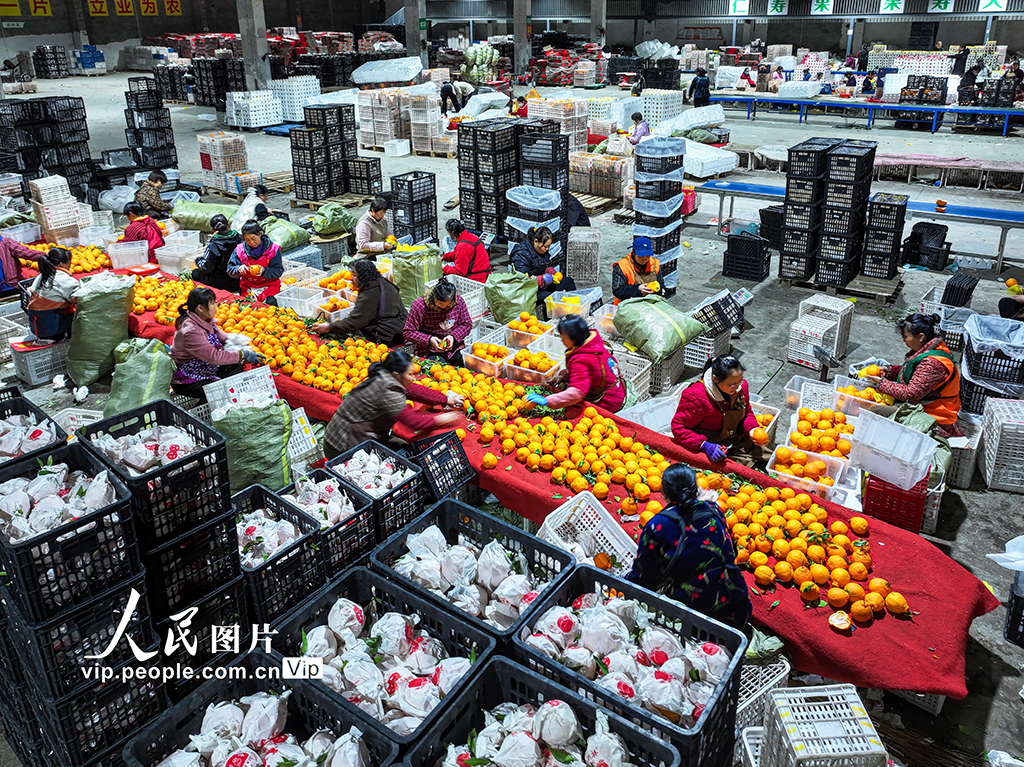 四川仁寿：晚熟柑橘迎来收获季