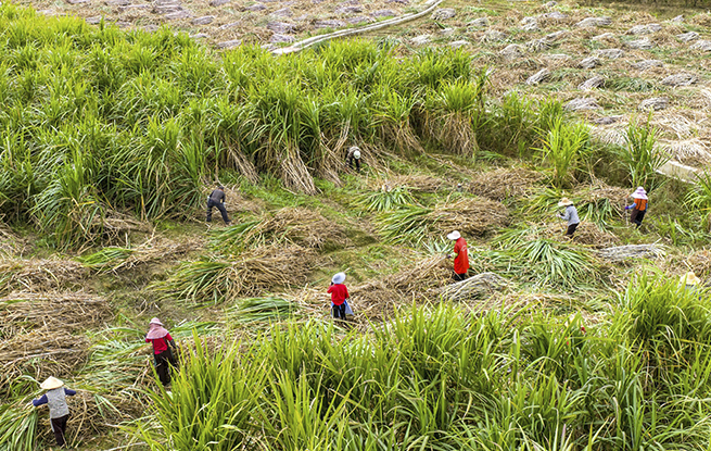 广西蒙山：采收甘蔗