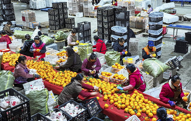 四川仁寿：晚熟柑橘迎来收获季