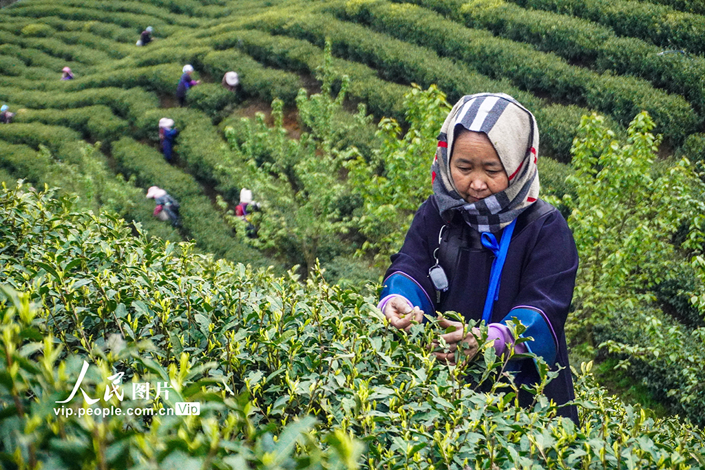 贵州晴隆：采摘春茶【6】