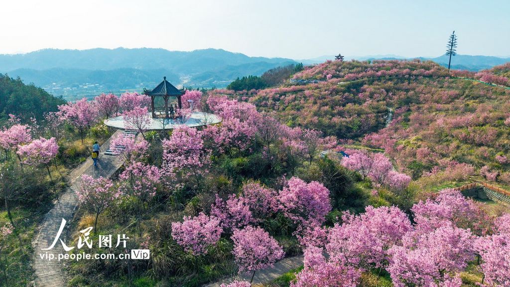 湖北英山：春日花海迎客来【2】