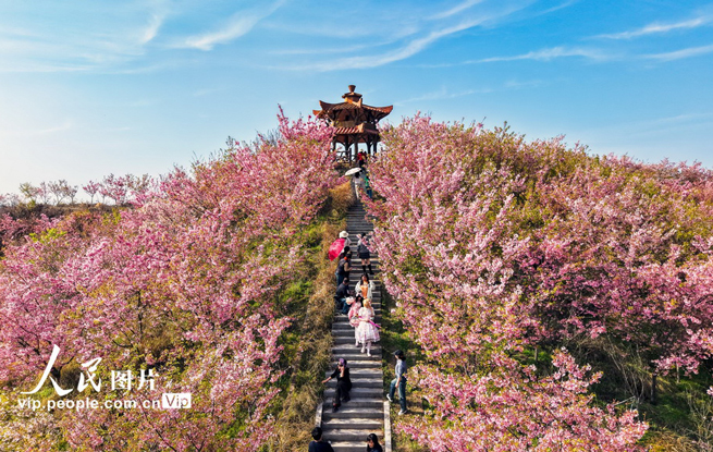 湖北英山：春日花海迎客来