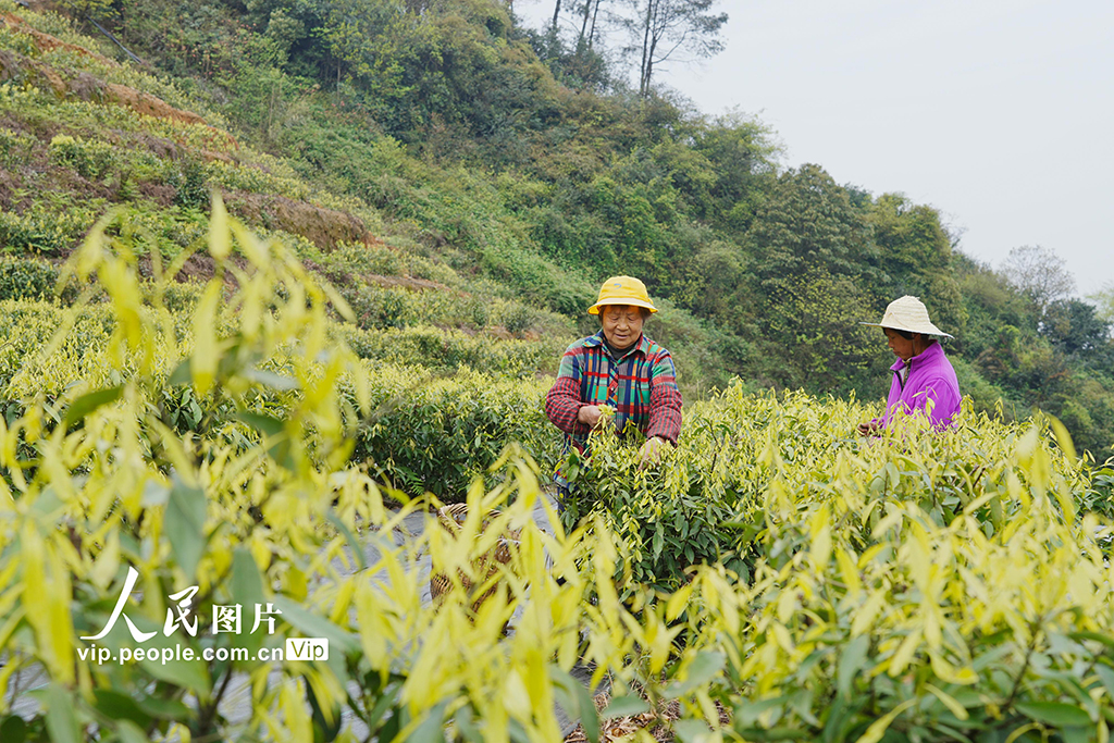 重庆：缙云甜茶采摘忙【2】