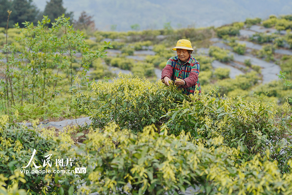 重庆：缙云甜茶采摘忙【3】