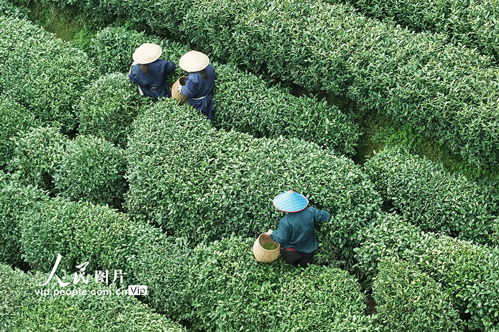 浙江杭州：“明前茶”采摘忙【3】