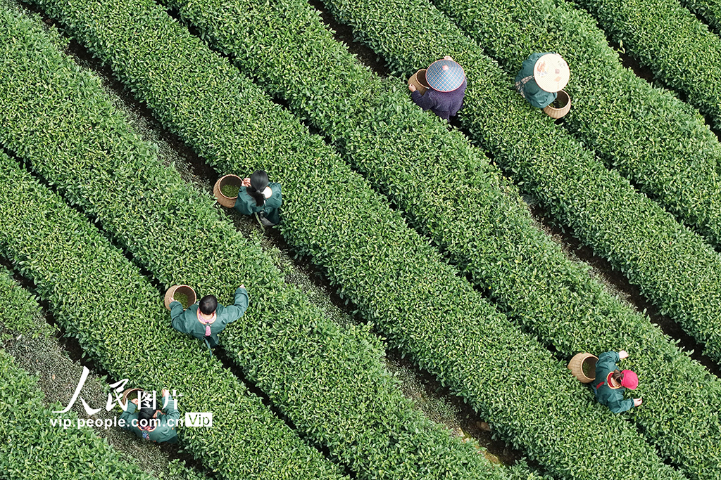 浙江杭州：“明前茶”采摘忙【8】