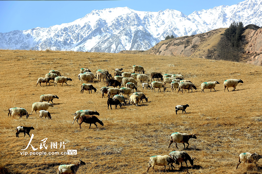 甘肃肃南：羊群返回冬季草场