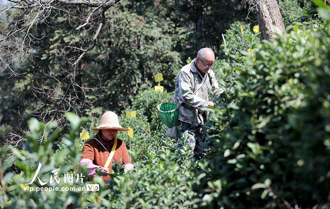 安徽黄山：采摘明前茶 供应市场