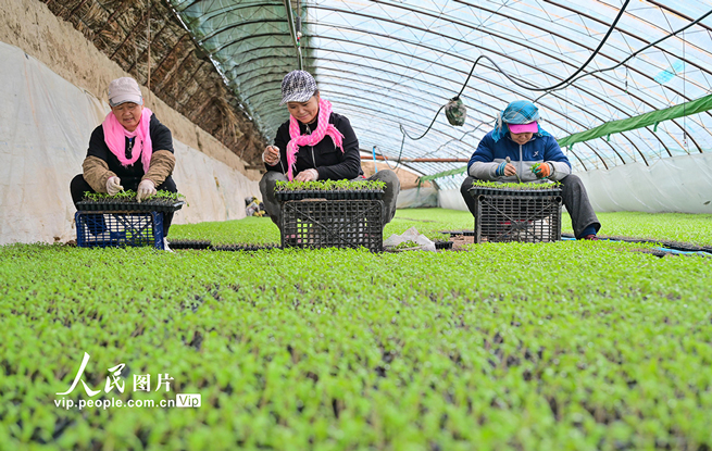 新疆吉木萨尔：春日育苗忙