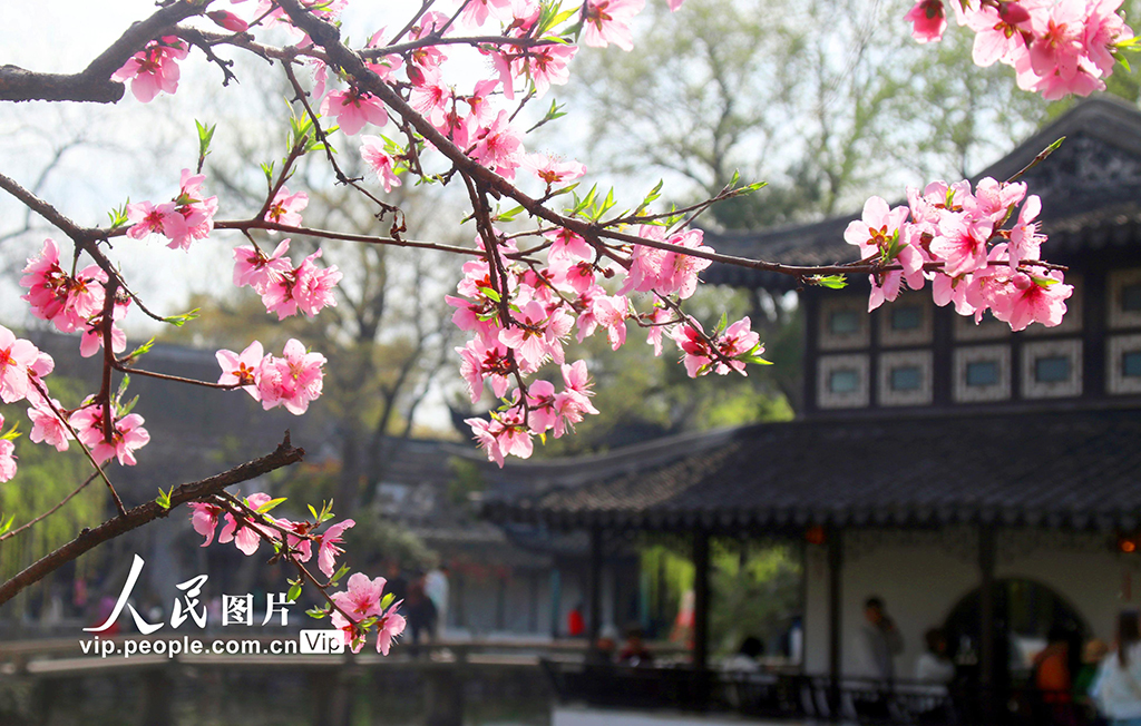 江苏苏州：拙政园桃花争奇斗艳【4】