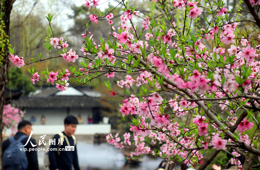 江苏苏州：拙政园桃花争奇斗艳【5】