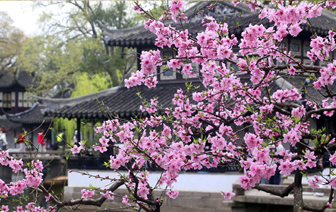 江苏苏州：拙政园桃花争奇斗艳