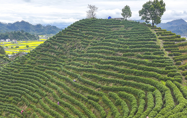 浙江淳安：千岛湖白茶开采