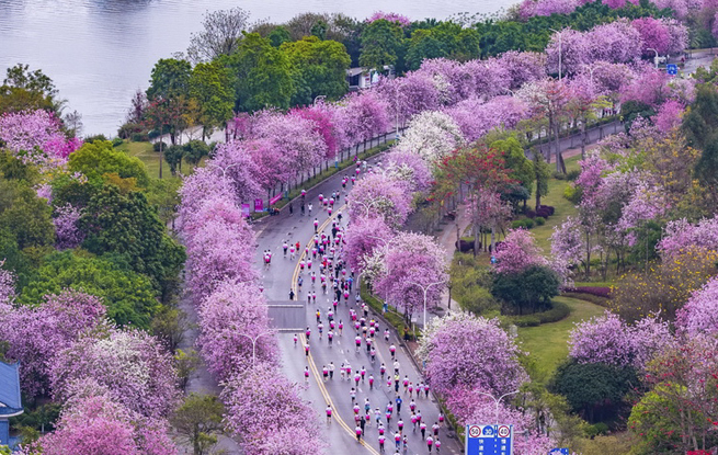 广西柳州：花海赛道上演全民跑